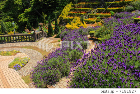 5月花　ラベンダー・シソ科41 7191927