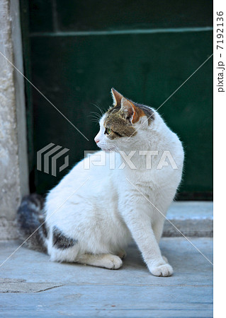 イスタンブール　路地裏の猫 7192136