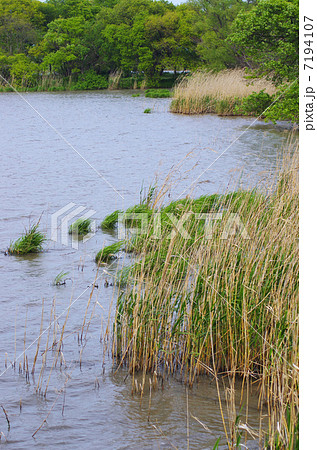 琵琶湖の水郷地帯 7194107