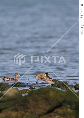 ムナグロ（夏羽）の飛び立ち 7194118