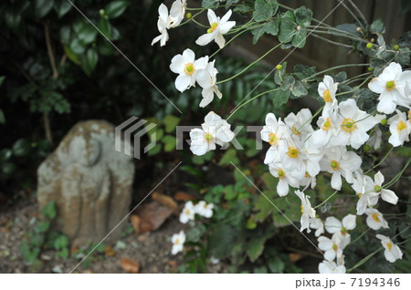 奈良　元興寺の秋明菊 7194346