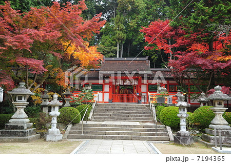 京都　大原野神社の本殿 7194365