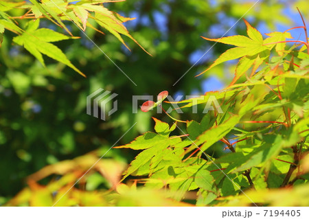 初夏のもみじ 初夏のもみじ 7194405
