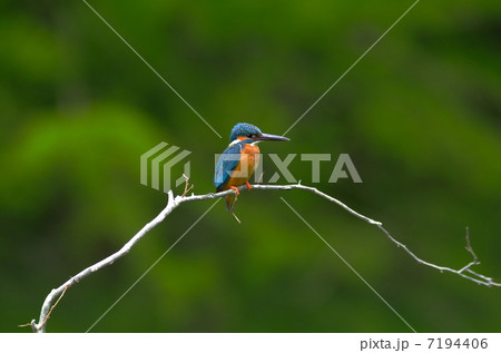 かわせみ かわせみ 7194406