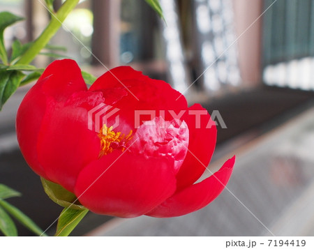 西新井の花まつり(牡丹) 西新井の花まつり(牡丹) 7194419