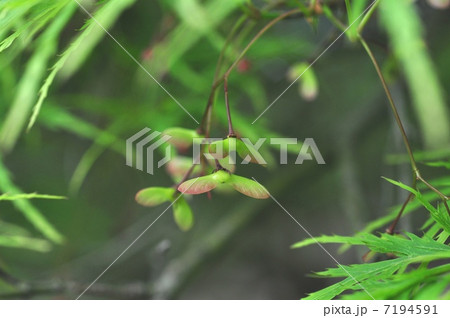 アオシダレモミジ 7194591