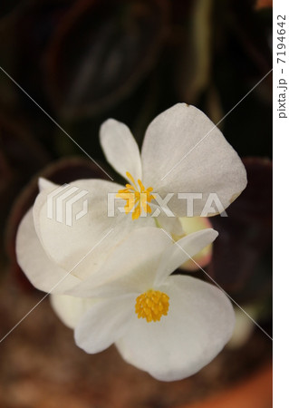 ベゴニア 7194642