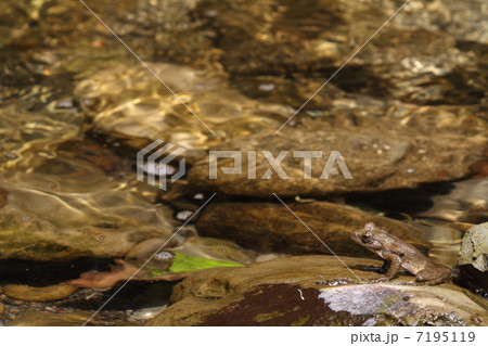 カジカガエル カジカガエル 7195119
