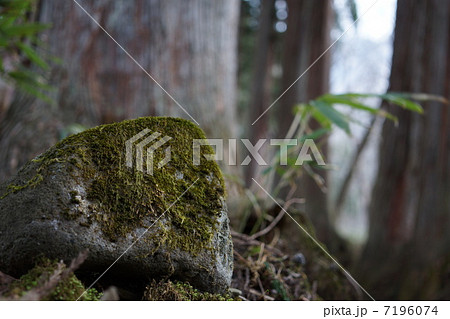 苔むす石 7196074