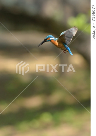 翡翠のホバリング 7196077