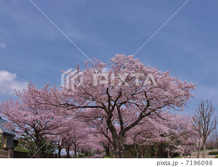 水元さくら堤 7196098