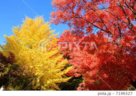 青空に恵まれた紅葉と黄葉 青空に恵まれた紅葉と黄葉 7196327