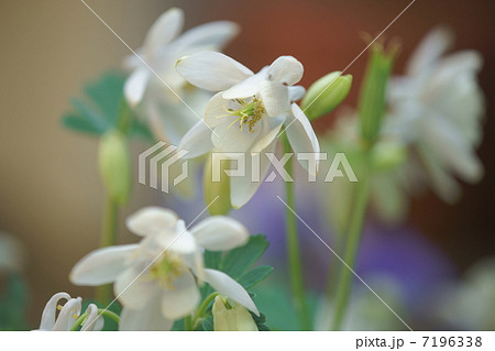 深山苧環 7196338