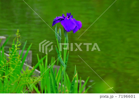 京都植物園の花菖蒲 7196601