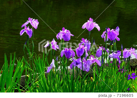 京都植物園の花菖蒲 7196605