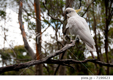 キバタン キバタン 7196623