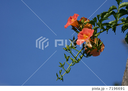 凌霄花　ノウゼンカズラと申します。　夏の花です。 7196691