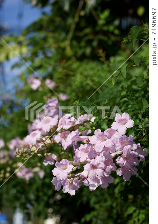 ピンク凌霄花　ノウゼンカズラと申します。 7196697