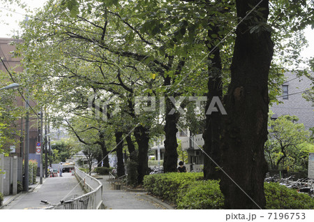 遊歩道 7196753