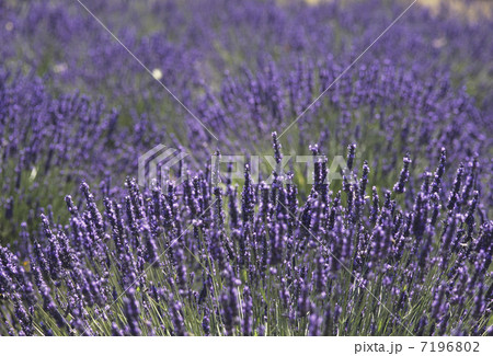 ラベンダー畑 7196802