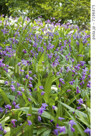 スイレン 7196875