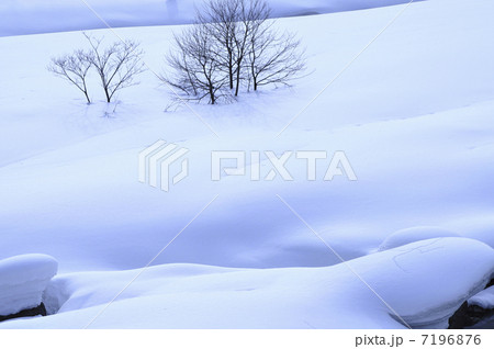 雪景色と樹 7196876