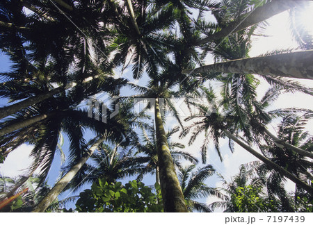 ヤシの木の森 7197439