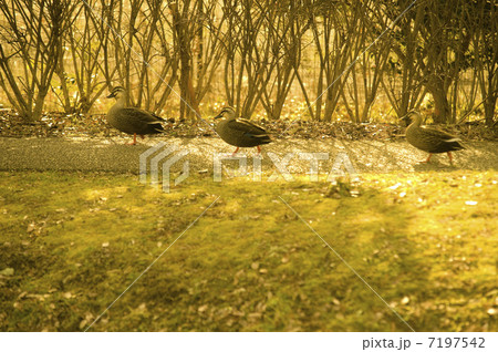 鴨 7197542