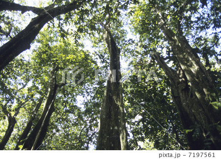 森の木 森の木 7197561