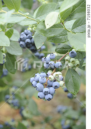 ブルーベリー 7198032