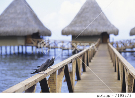 コテージへの廊下の鳥 コテージへの廊下の鳥 7198272