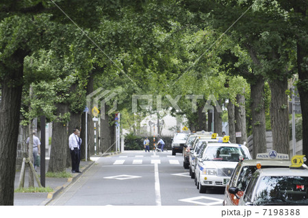 並木道路 7198388