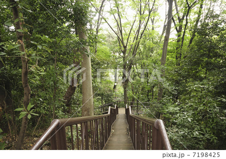 上野毛自然公園の森林 上野毛自然公園の森林 7198425