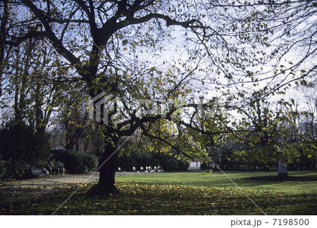 公園の木 7198500