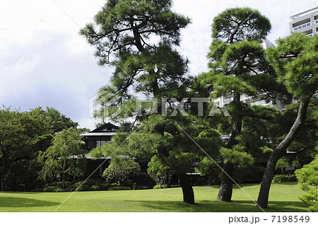 庭園の松の木 7198549