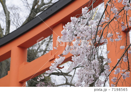 鳥居と桜 7198565