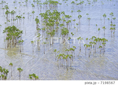 ヤエヤマヒルギの幼木 7198567