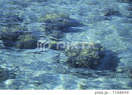 リーフ リーフ 7198649