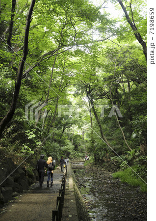 等々力渓谷 7198659