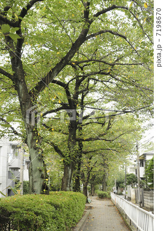 呑川緑地の並木路 7198670