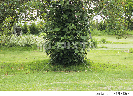 幹を覆う蔦 7198868