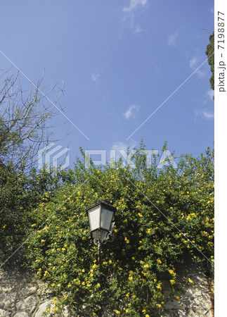 黄色い花と街灯 7198877