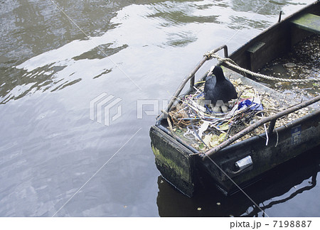 船上の鳥の巣 7198887