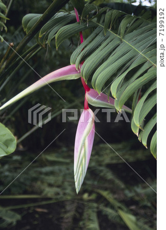 野生のストレリチア 7199192