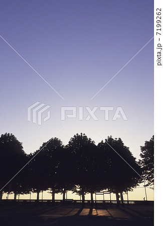 夜明けの並木 7199262