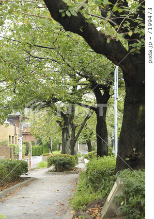 呑川緑地の並木路 7199473