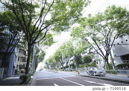 井の頭通りのケヤキ並木 7199518