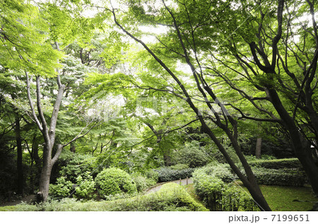御殿山ガーデンの森林 7199651