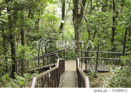 上野毛自然公園の森林 7199652