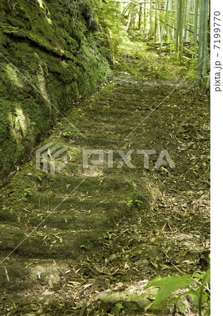 沖泊の銀の道 7199770